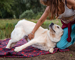Собаки в Солнечногорске: Лабрадор в добрые руки Мальчик, Бесплатно - фото 3