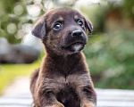 Собаки в Солнечногорске: Шоколадный щеночек в дар Мальчик, Бесплатно - фото 7