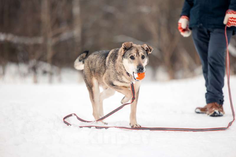 Собаки в Москве: Милый оптимист Джек ищет дом Мальчик, Бесплатно - фото 8