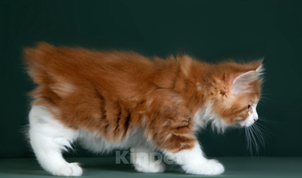 Кошки в других городах Московской области: Крупный яркий курильский котенок Мальчик, 70 000 руб. - фото 9