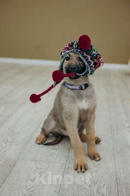 Собаки в Видном: Щенок из приюта ищет дом Девочка, Бесплатно - фото 4