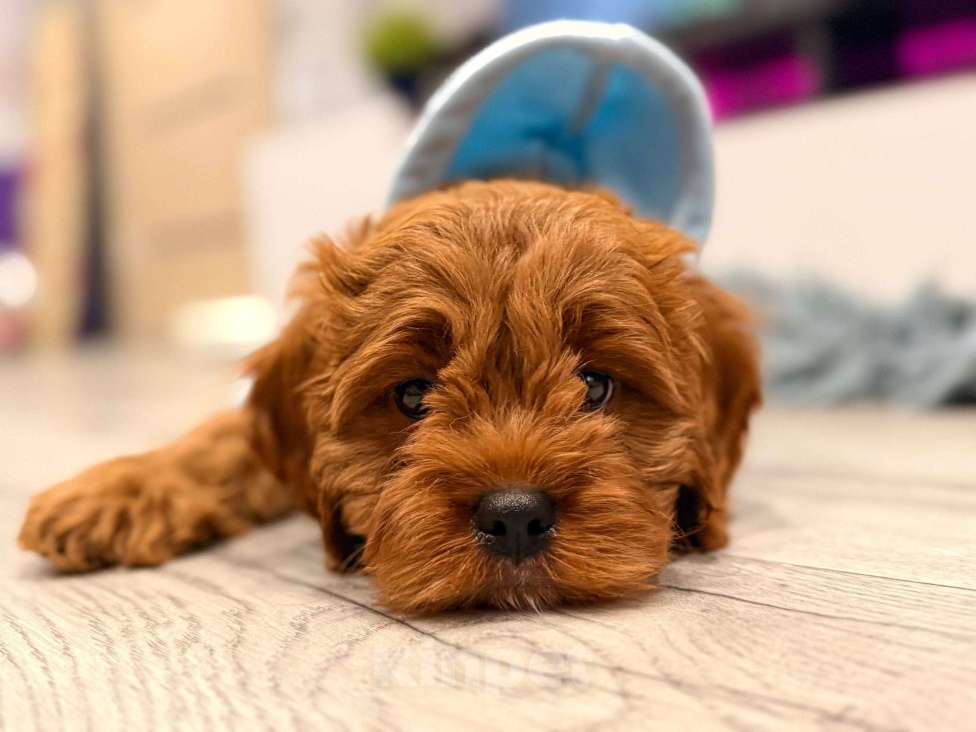 Собаки в Москве: Кавапу щенок мальчик Мальчик, 85 000 руб. - фото 6