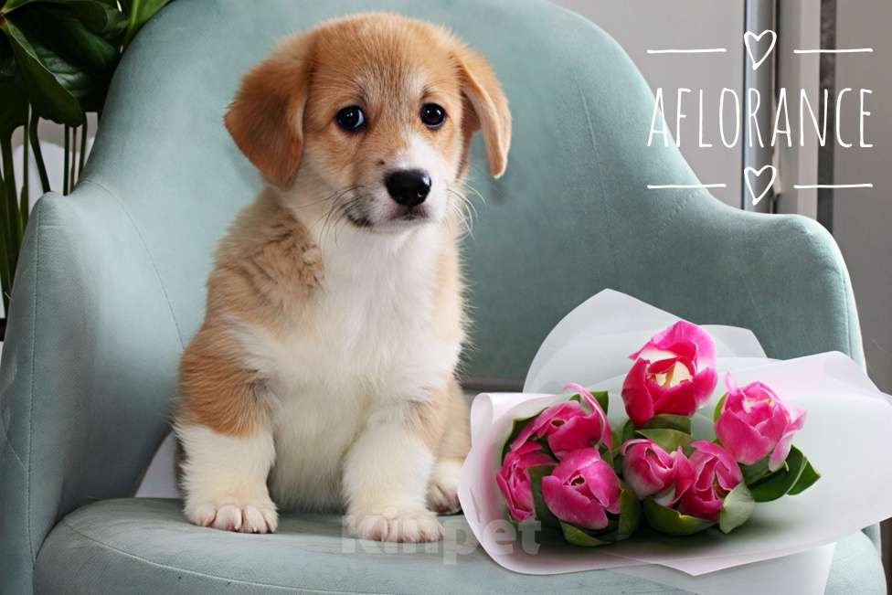 Собаки в Санкт-Петербурге: Щенок вельш корги пемброк Мальчик, 80 000 руб. - фото 1