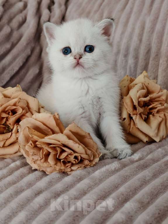 Кошки в Москве: Породистые шотландские котята Девочка, 80 000 руб. - фото 8