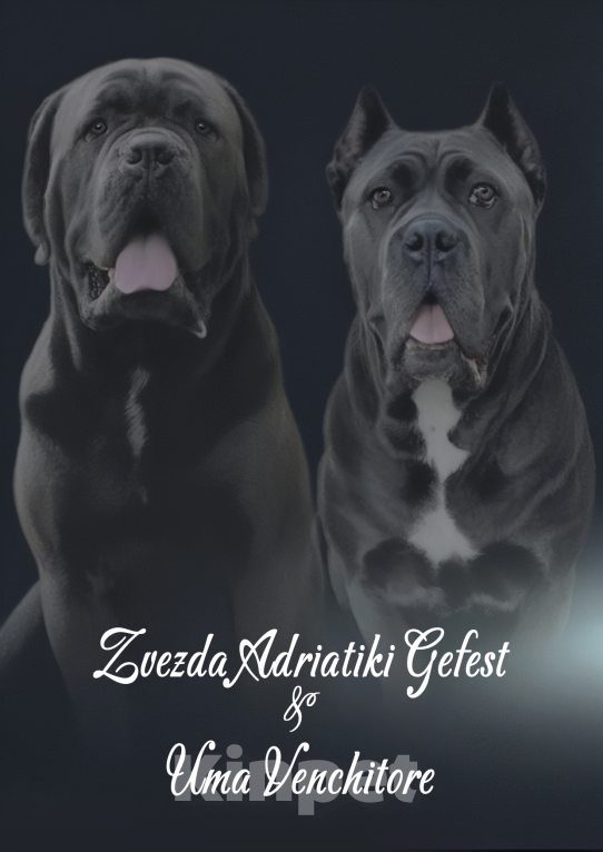 Собаки в Геленджике: Щенки Кане Корсо РКФ Мальчик, 90 000 руб. - фото 3