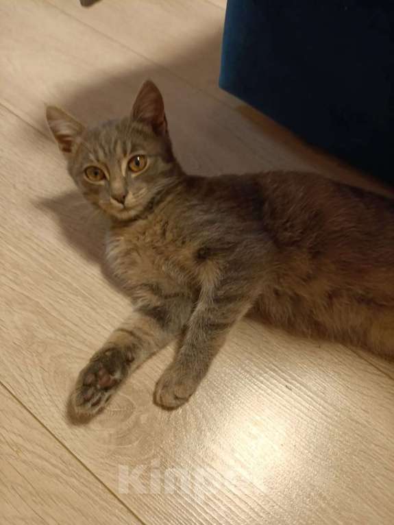 Кошки в других городах Московской области: В добрые руки — маленький котёнок ищет дом! (Очень ласковый) Мальчик, Бесплатно - фото 2