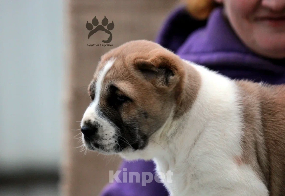 Собаки в других городах Московской области: Алабай - Азиат - САО Мальчик, 40 000 руб. - фото 7