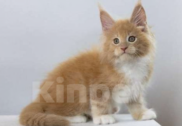 Кошки в Санкт-Петербурге: Мейн Кун котята Мальчик, 80 000 руб. - фото 4