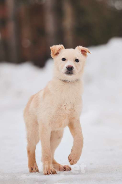 Собаки в Наро-Фоминске: Герцог якутенок команды ппбж Якутска Мальчик, Бесплатно - фото 10