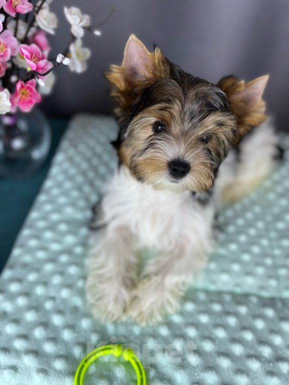 Собаки в Вологде: Прекрасная девочка ждёт мам-пап ❤🐾 Девочка, 80 000 руб. - фото 1
