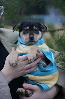 щенки метисы срочно ищут дом