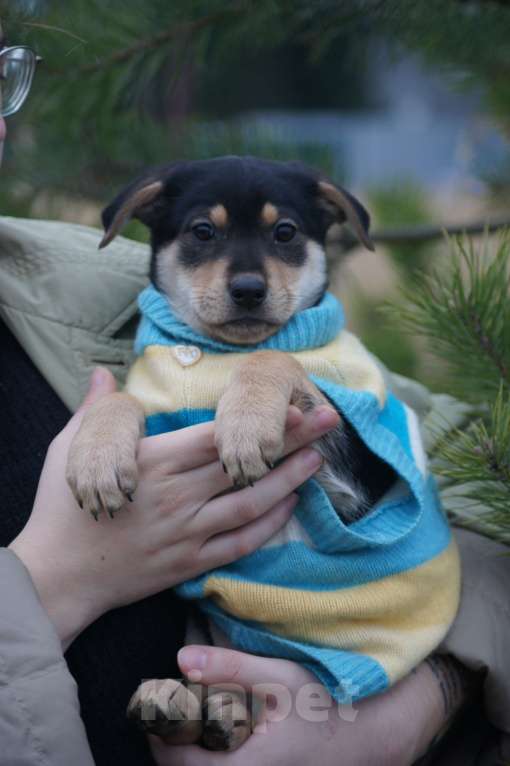 Собаки в Москве: щенки метисы срочно ищут дом Девочка, Бесплатно - фото 1