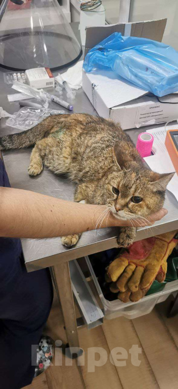 Кошки в Москве: Мася Девочка, Бесплатно - фото 8