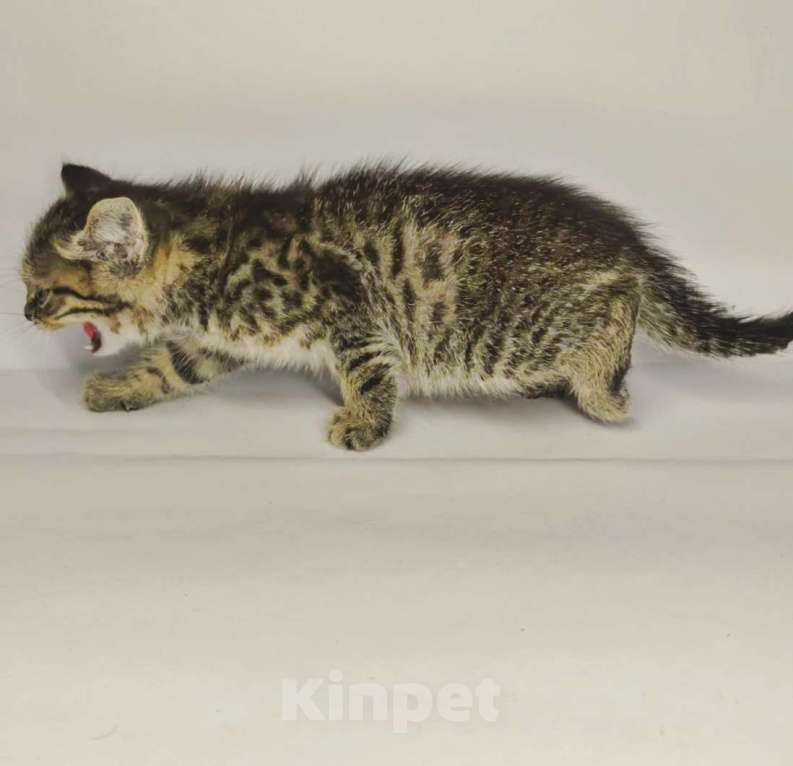 Кошки в Екатеринбурге: Котенок в добрые руки  Мальчик, Бесплатно - фото 5