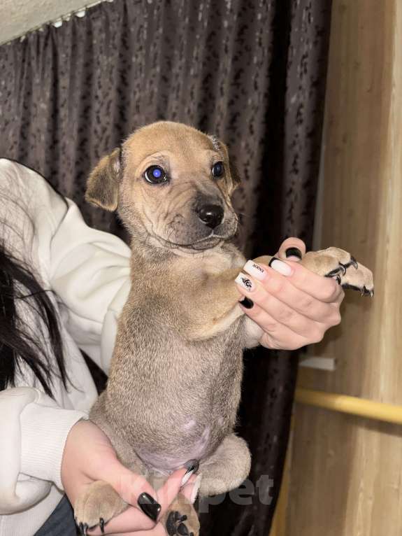 Собаки в Белгороде: Щенок в добрые руки  Мальчик, Бесплатно - фото 2