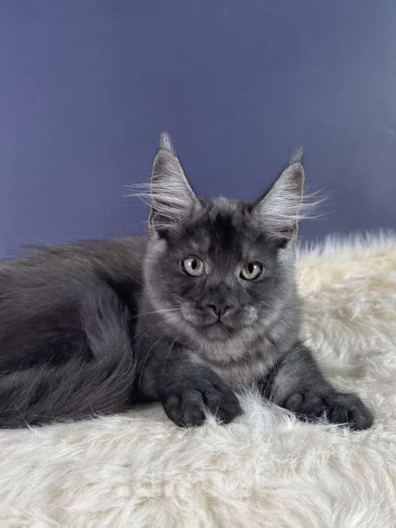 Кошки в Красногорске: Котенок мейн-кун Мальчик, Бесплатно - фото 2