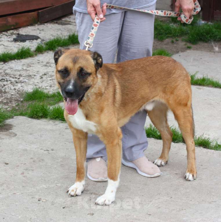 Собаки в Москве: Тоша очень хочет стать домашним Мальчик, Бесплатно - фото 3