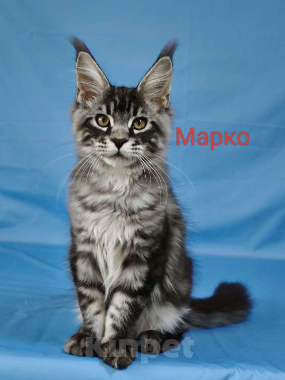 Кошки в Чайковском: Марко Мальчик, 60 000 руб. - фото 2