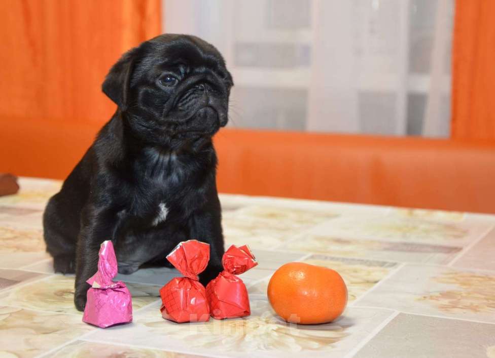 Собаки в Твери: Мальчишка мопсенок Мальчик, 40 000 руб. - фото 1