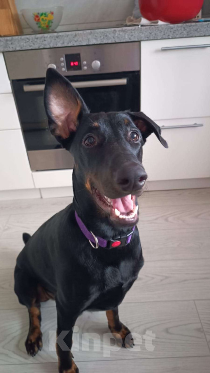 Собаки в Москве: Собака в добрые руки! Девочка, Бесплатно - фото 3