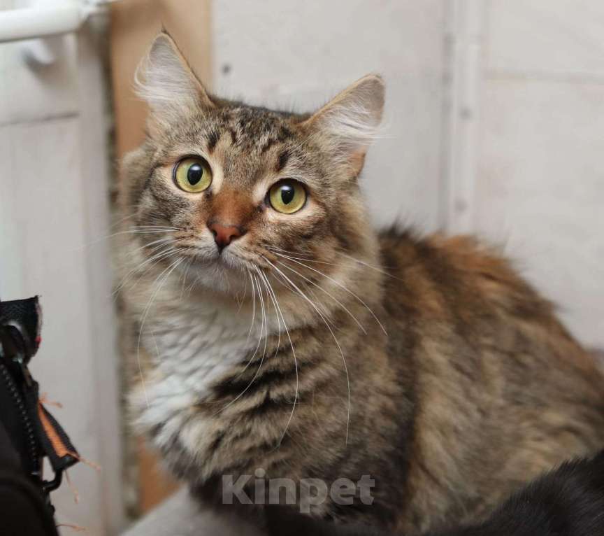 Кошки в Москве: Пушистая красотка Афина (3 г.) в дар Девочка, Бесплатно - фото 3