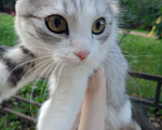 Кошки в Самаре: Найдена кошка/котик!  Девочка, Бесплатно - фото 4
