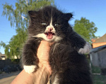 Кошки в Москве: Черный котенок Девочка, 30 000 руб. - фото 3