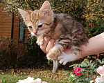 Кошки в Москве: Котята бобтейл курильский. Мраморные, рыжие и серебристая Мальчик, 5 000 руб. - фото 2