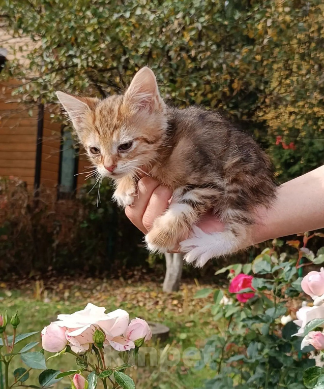 Кошки в Москве: Котята бобтейл курильский. Мраморные, рыжие и серебристая Мальчик, 5 000 руб. - фото 2