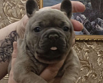 Собаки в Москве: Французский бульдог Мальчик, Бесплатно - фото 2