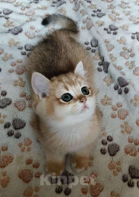Кошки в Санкт-Петербурге: Продаются чистокровные котята британской шиншиллы Мальчик, Бесплатно - фото 3