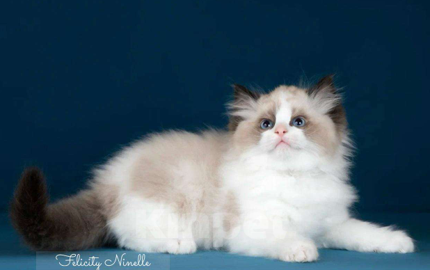 Кошки в Москве: Рэгдолл котята  Мальчик, 120 000 руб. - фото 4