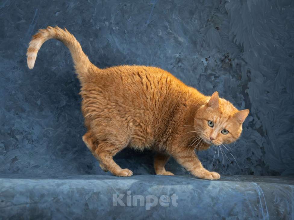 Кошки в Москве: Яша Солнышко Мальчик, Бесплатно - фото 5