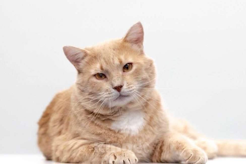 Кошки в Москве: Самый ласковый на свете котик в поисках своей семьи! Мальчик, Бесплатно - фото 2