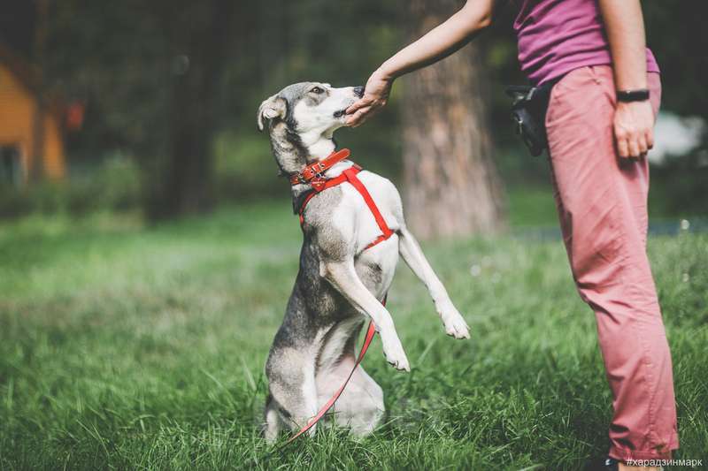 Собаки в Москве: Идеальная диванная собака Ева в приюте. Потеряла надежду найти дом Девочка, Бесплатно - фото 4