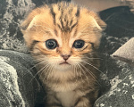 Кошки в Альметьевске: Шотландская золотая шиншилла Разнополые, 17 000 руб. - фото 3