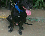 Собаки в Самаре: Питбуль Вязка, 4 руб. - фото 1