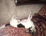 Собаки в Ореховом-Зуево: Кобель на вязку Мальчик, Бесплатно - фото 5