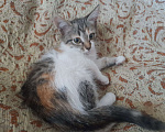 Кошки в Чебоксарах: Котенок  Девочка, 50 руб. - фото 4