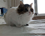 Кошки в Москве: Ищем семью молодой кошечке со сложной судьбой. Девочка, Бесплатно - фото 1