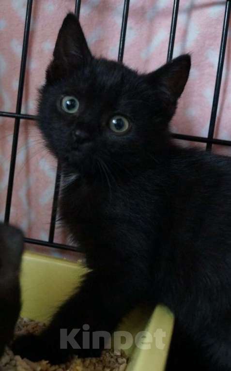 Кошки в Москве: Мисти подбросили к Храму Девочка, Бесплатно - фото 5