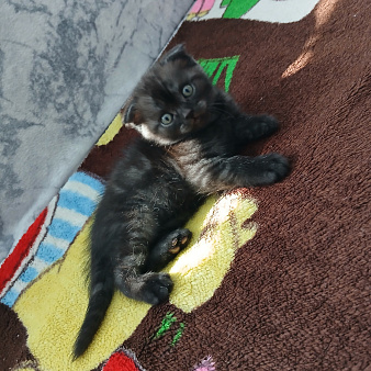Продаю щотландскую кошечку