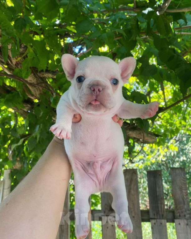 Собаки в Краснодаре: Кремовый красотулик Мальчик, 80 000 руб. - фото 3