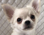 Собаки в Москве: Чихуахуа щенок мальчик Мальчик, 30 000 руб. - фото 2