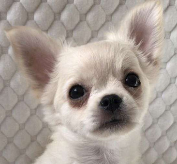 Чихуахуа щенок мальчик