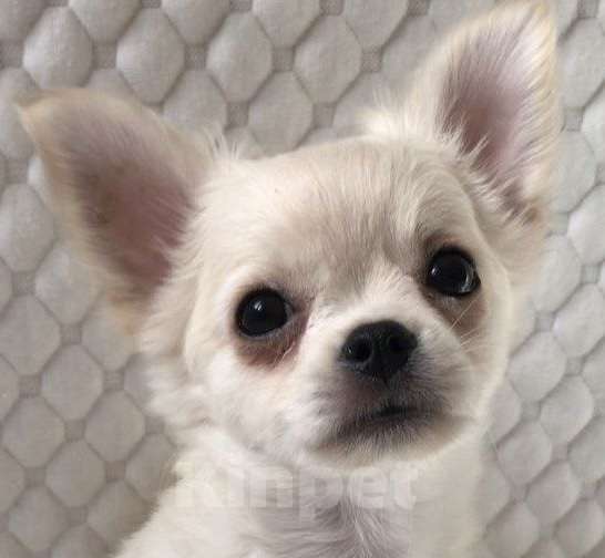 Собаки в Москве: Чихуахуа щенок мальчик Мальчик, 30 000 руб. - фото 2