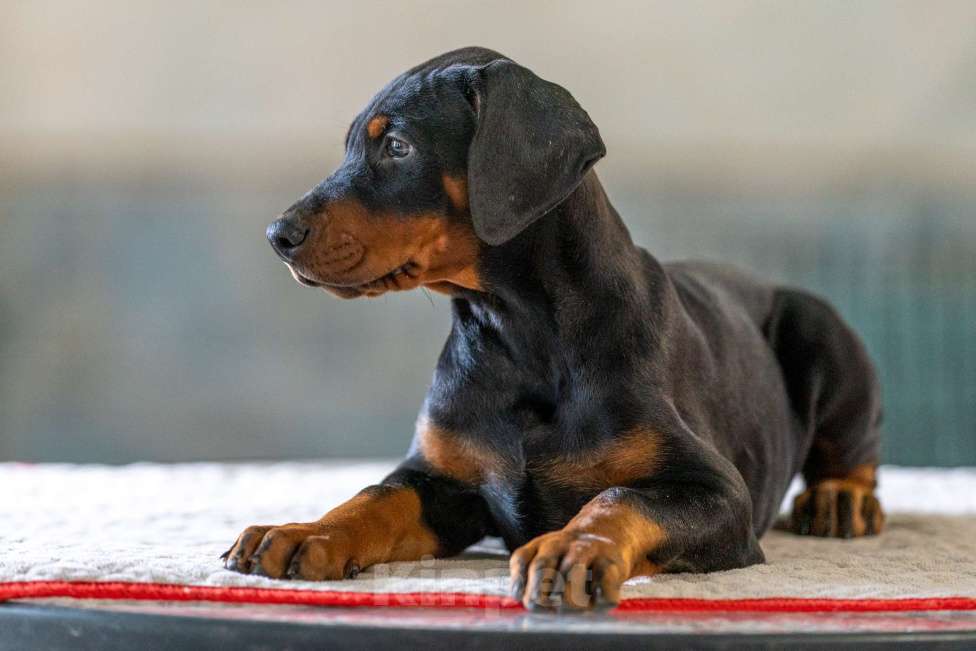 Собаки в Москве: Перспективные щенки добермана Мальчик, 80 000 руб. - фото 5