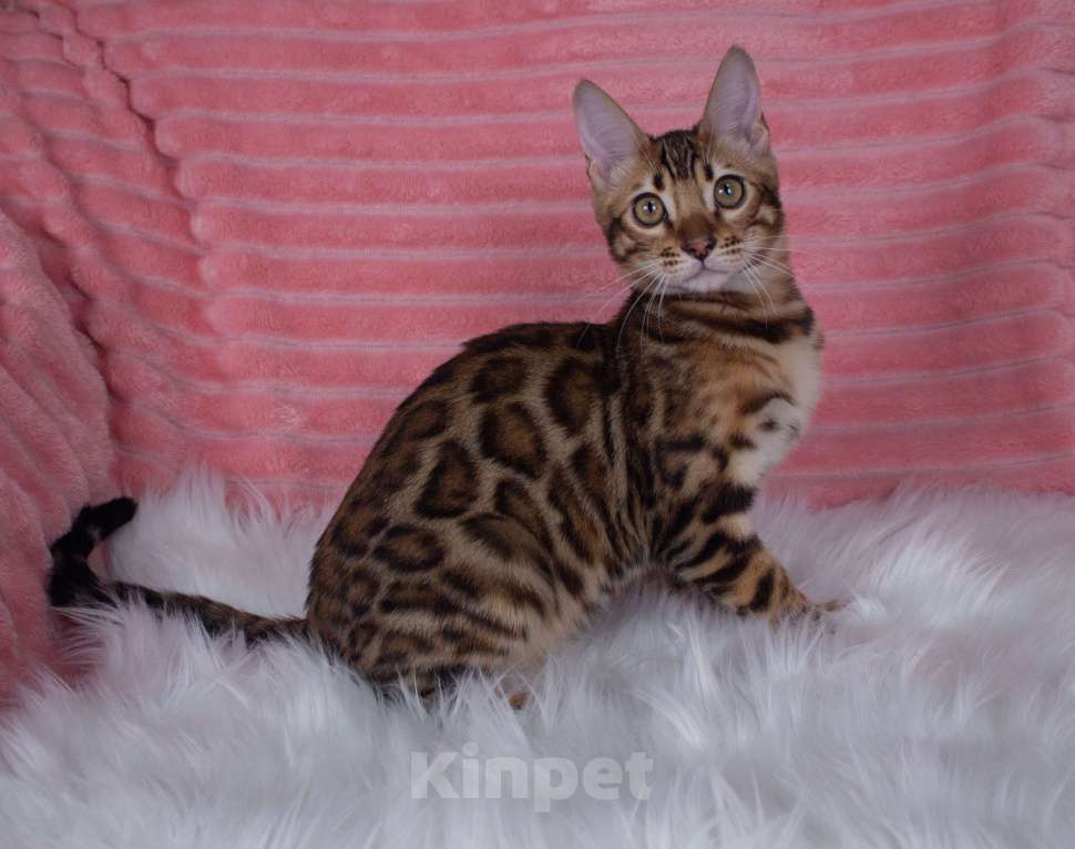 Кошки в Санкт-Петербурге: Бенгальский котенок мальчик Мальчик, 45 000 руб. - фото 1