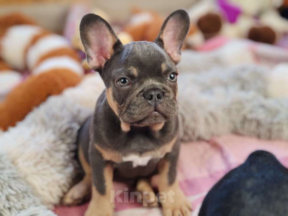 Собаки в Санкт-Петербурге: Шикарная голубая девочка Девочка, 80 000 руб. - фото 8