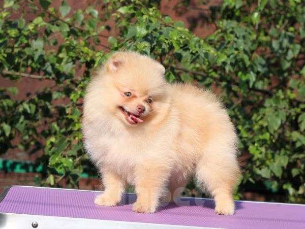 Собаки в Москве: Щенки померанского и малого шпица Девочка, Бесплатно - фото 3